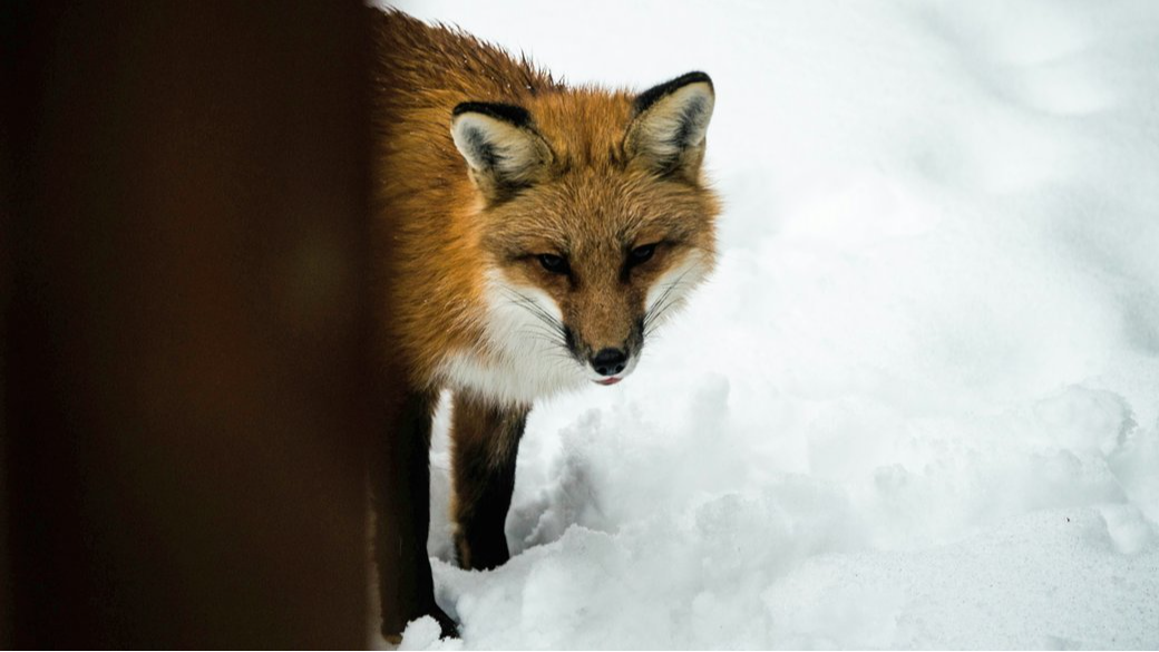 У селі на Волині лисиця покусала домашнього пса