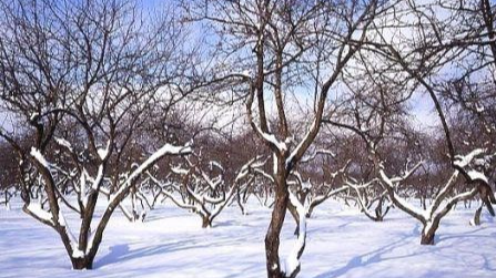 Мороз до −20 °C: як треба захистити сад і город, щоб не втратити врожай