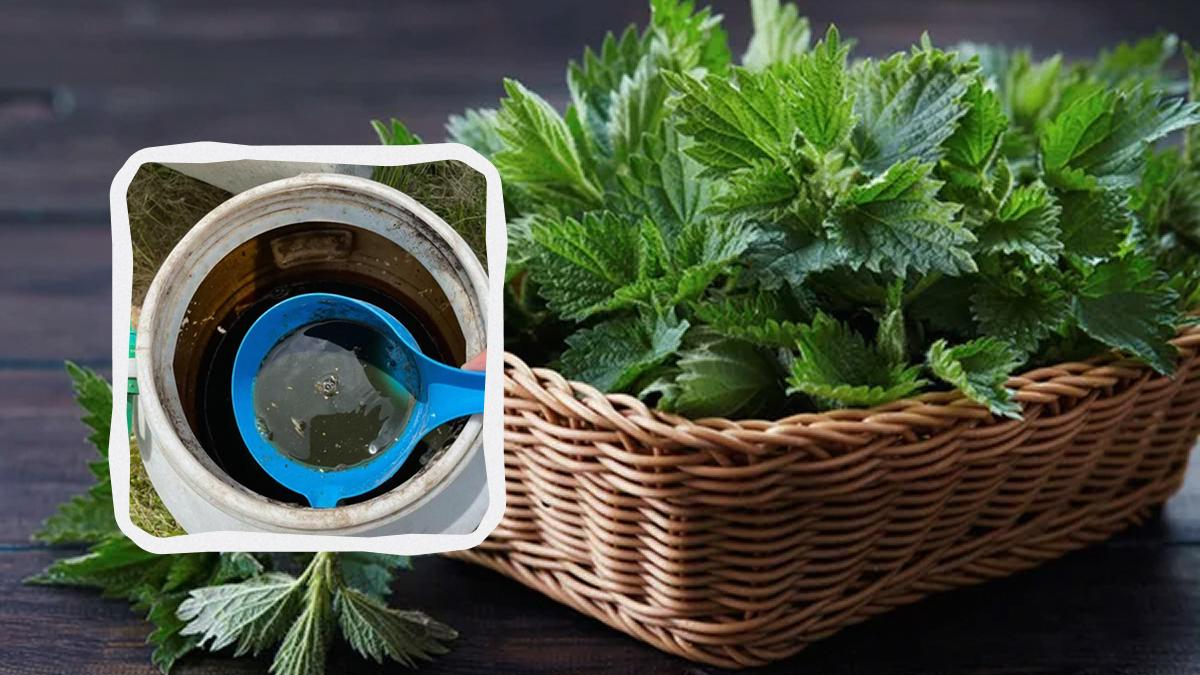 Кропив’яний настій: користь чи шкода? Що можна поливати, а що — ні