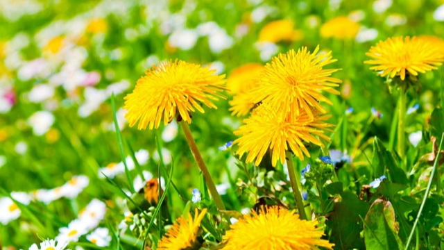 Як вивести кульбаби з ділянки: що треба зробити у квітні і на початку травня