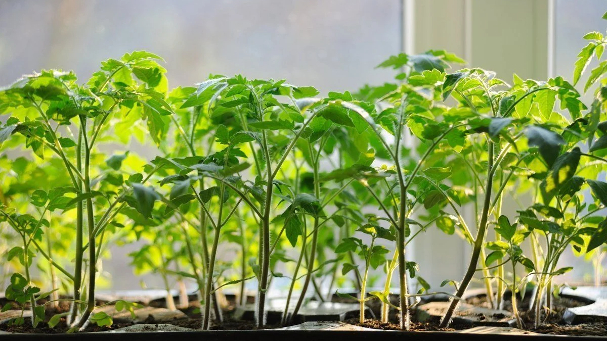 Коли сіяти помідори у лютому 2026: сприятливі дні для розсади