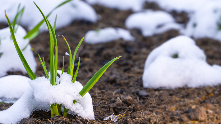 Озимий часник почав загнивати: що з цим робити