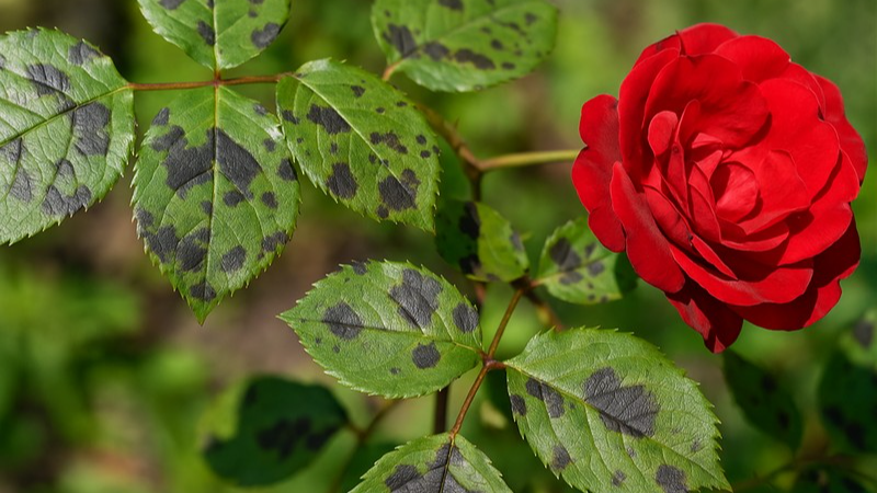 Чорні плями на трояндах: як врятувати рослини