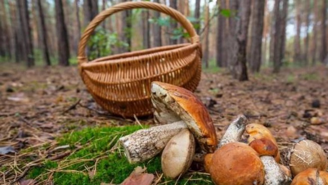 На Волині розшукали грибника, якому стало зле в лісі