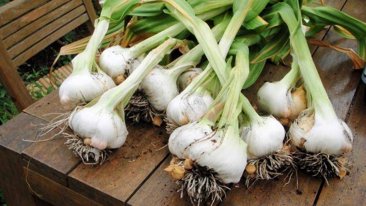 Вирощування часнику та цибулі: як захистити рослини та збільшити врожай