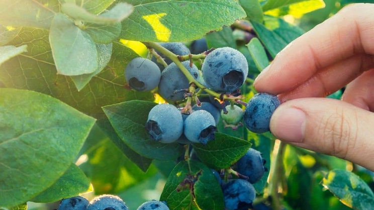 Чому сохне лохина і як врятувати рослини: головні помилки при її вирощуванні