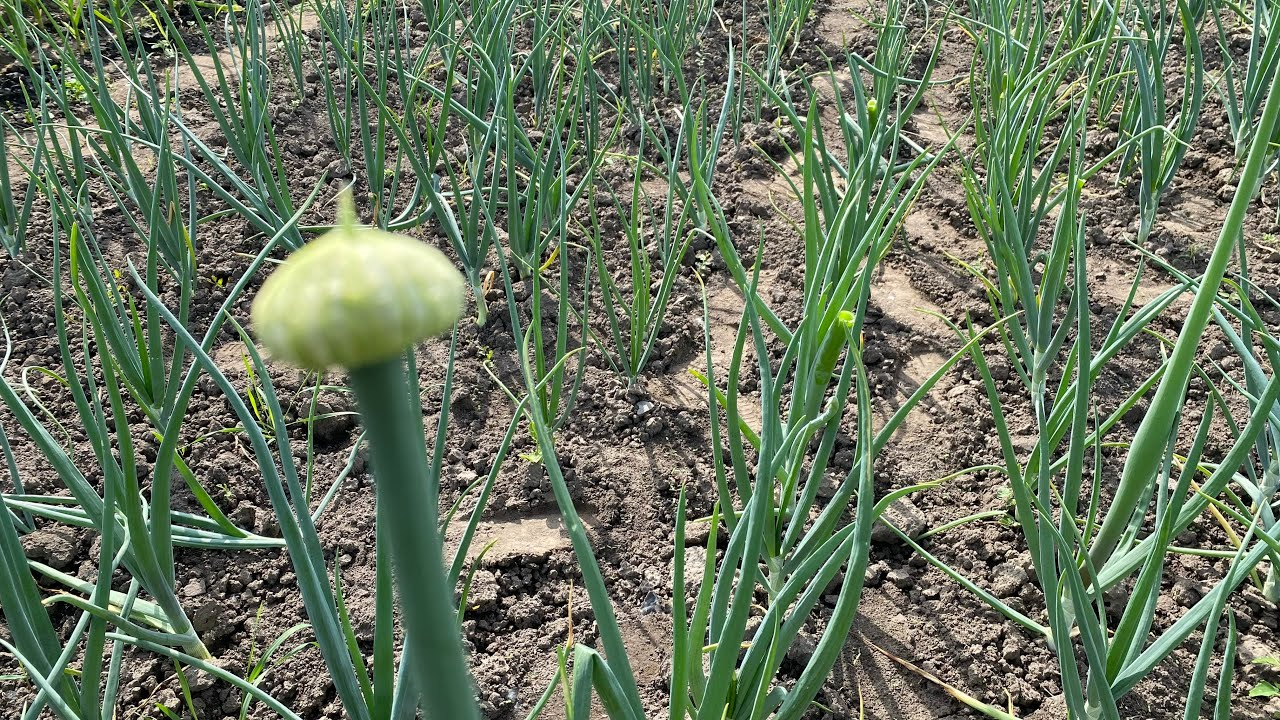 Ці сорти цибулі ніколи не випускають стрілки: обов’язково посадіть їх городі