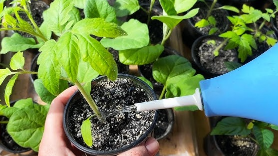 Секрет досвідчених дачників: навіщо поливати розсаду знизу