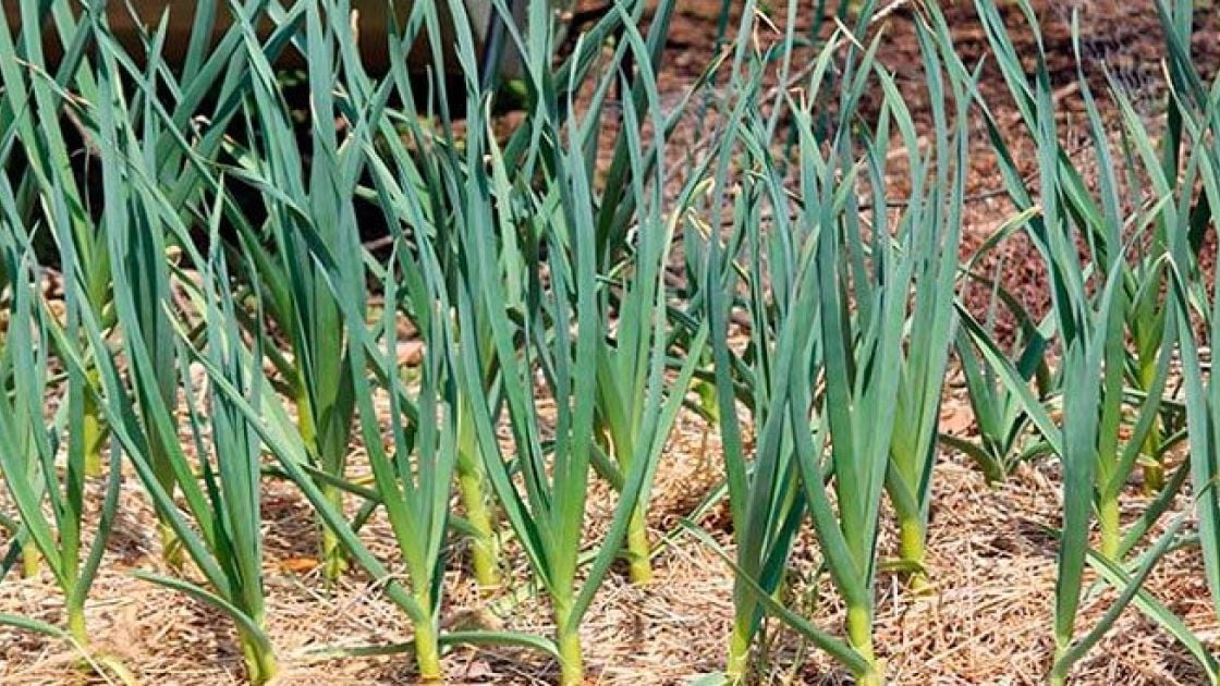 Краще підживлення часнику у холодну весну: як і чим його підживити