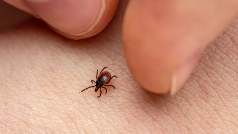 На Волині за тиждень 12 дітей постраждали від укусів кліщів