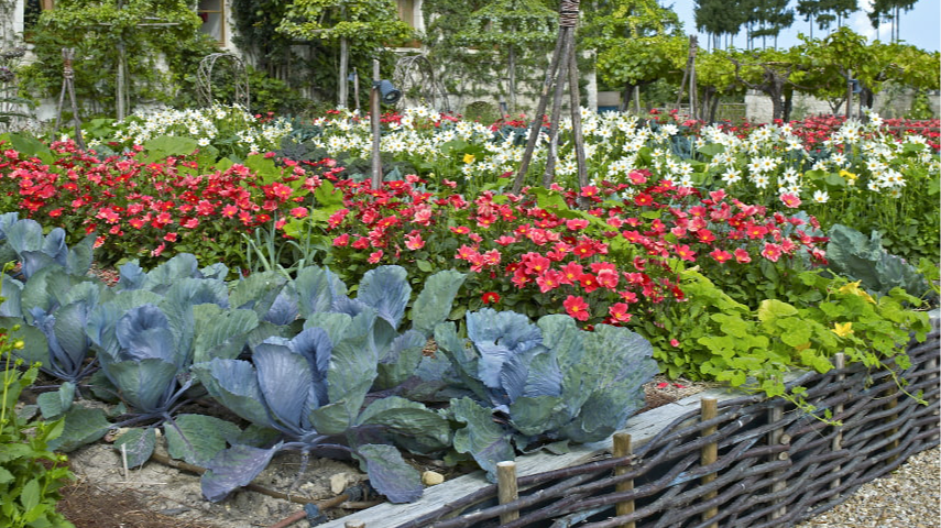 Ідеальна гармонія на городі: що треба саджати разом, а що може зіпсувати урожай