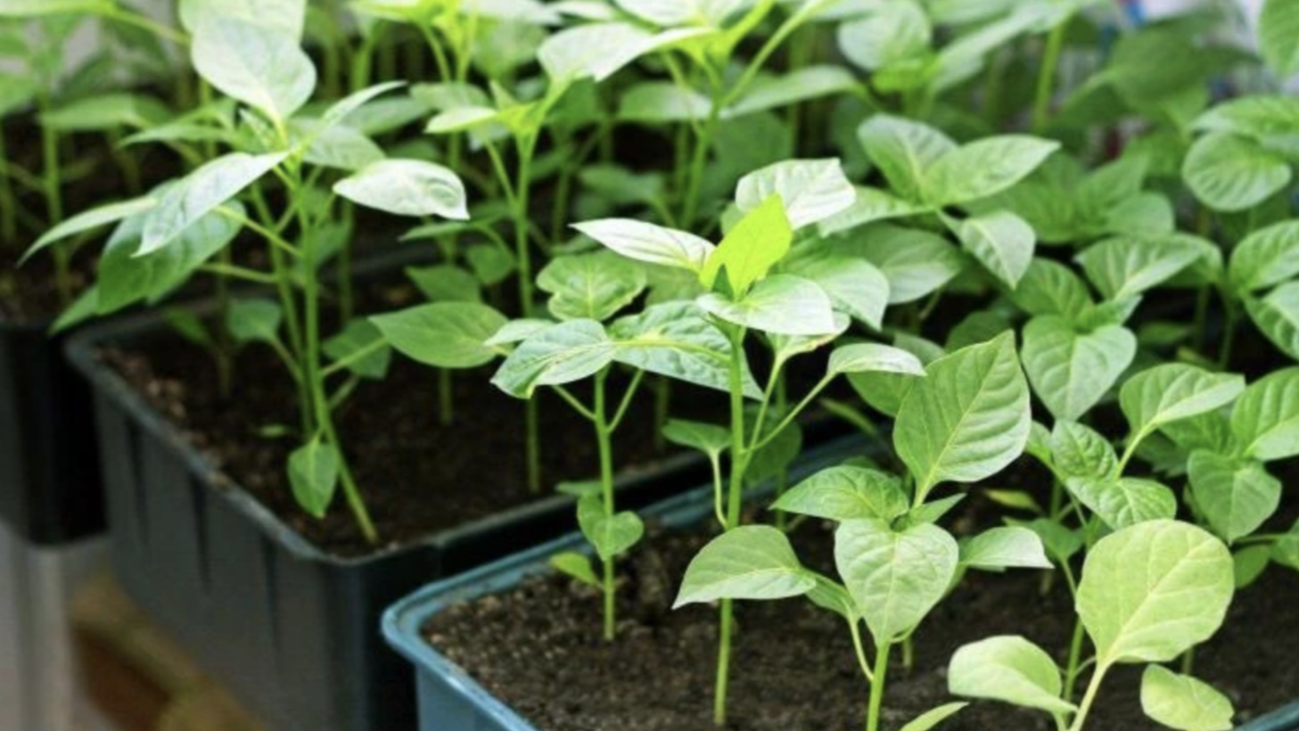 Яке добриво додати в лунку під час висаджування томатів і перцю: отримаєте гарний урожай