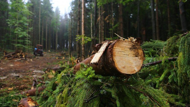 На Волині батько п'ятьох дітей напав на лісівника та жорстоко побив