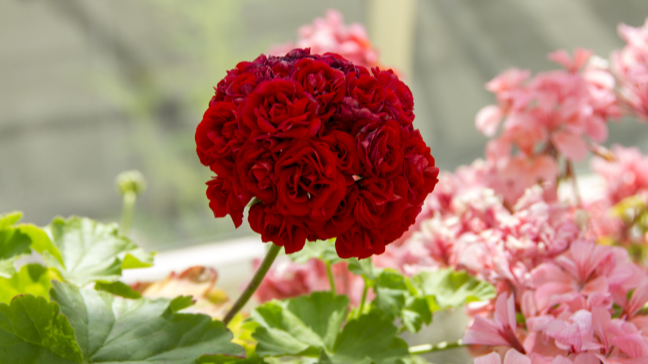 Калачики будуть квітнути взимку: чим підживити пеларгонію, щоб вазон випустив нові бутони