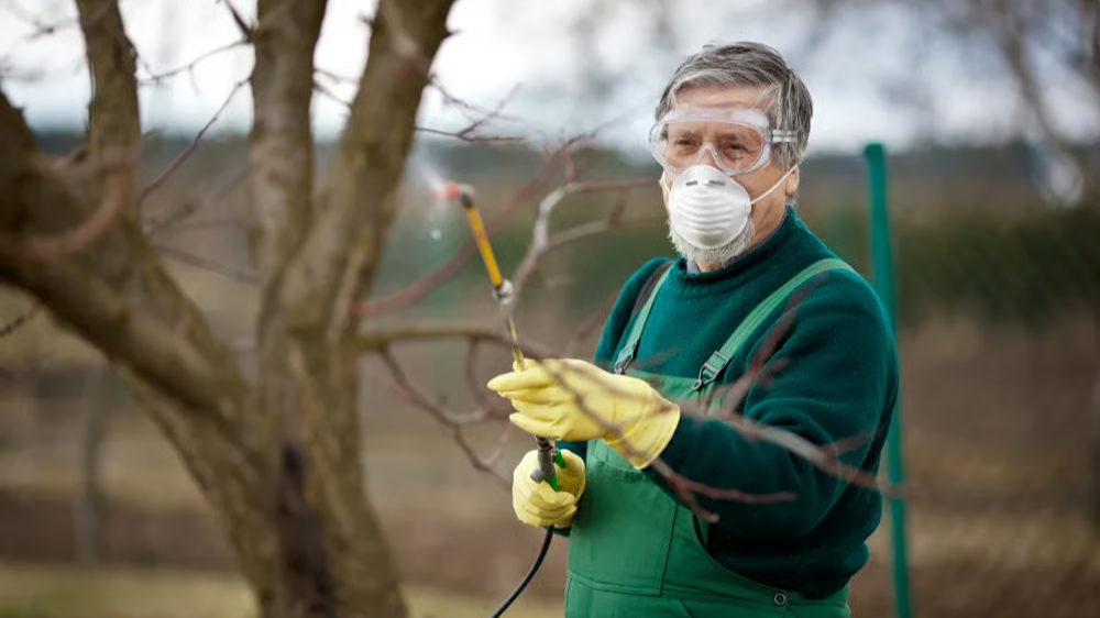 Коли і чим обробляти яблуні після зими: поради для здорового саду