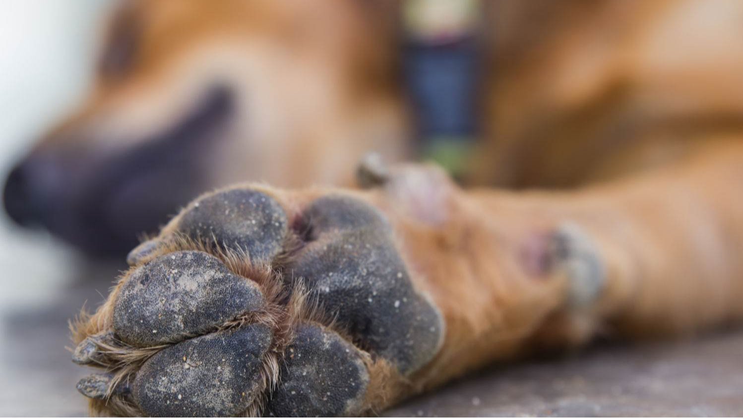 Волинянин повісив безпритульного собаку на дереві біля кладовища: суд виніс вирок