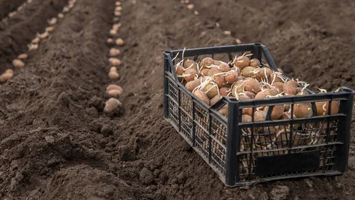 Врожай збільшиться вдвічі: обов’язково покладіть це у лунки з картоплею