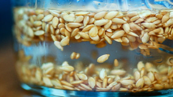 Зменшите врожайність: яке насіння у жодному разі не можна замочувати