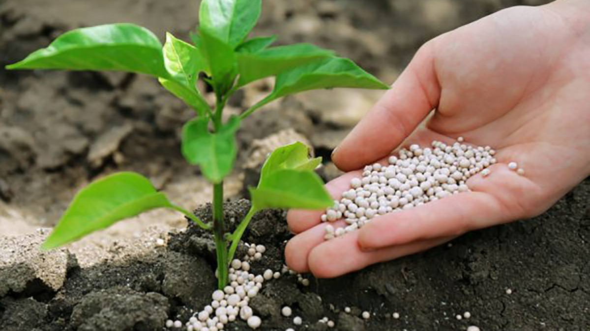 Сад і город «вистрілять» з першого тепла: якими добривати варто запастися до весни