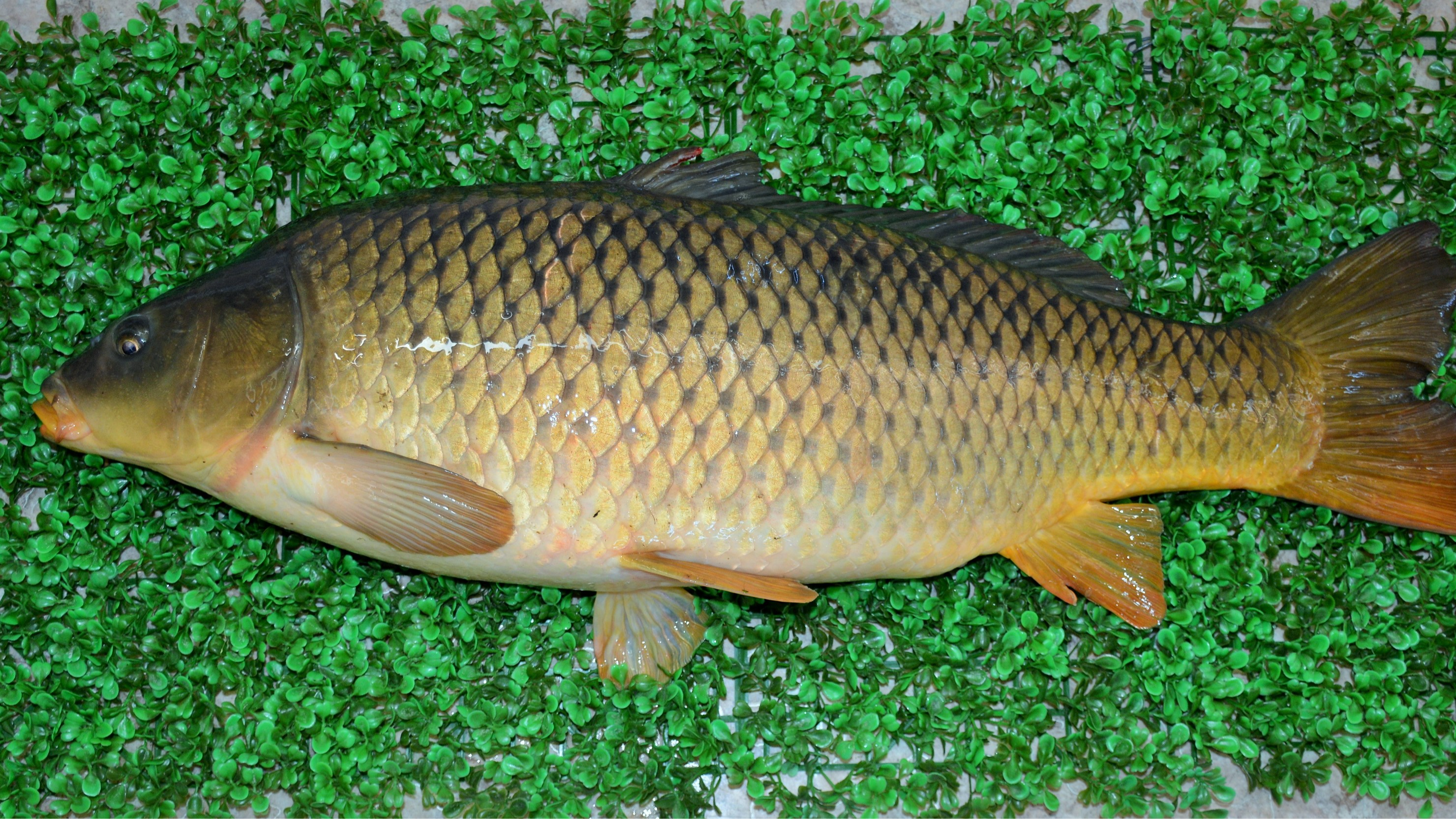 Ледве тримають: рибалки на Закарпатті піймали 13-кілограмового коропа. Відео