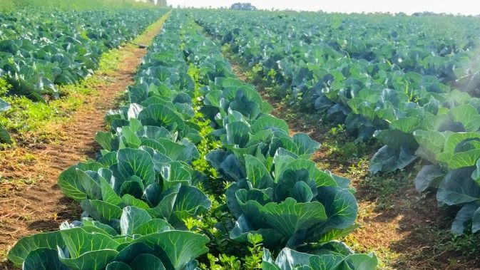 Капуста буде захищена до осені: простий засіб від шкідників, який діє
