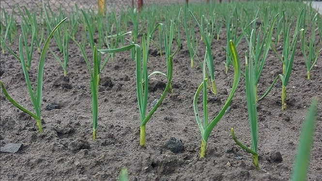 Часник підніметься на очах: яка точна формула весняного підживлення