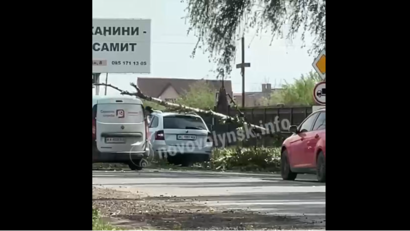 У Нововолинську через сильний вітер дерево обвалилося просто на автомобіль - відео