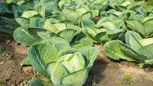 Урожаю не буде: що не треба садити поруч з капустою