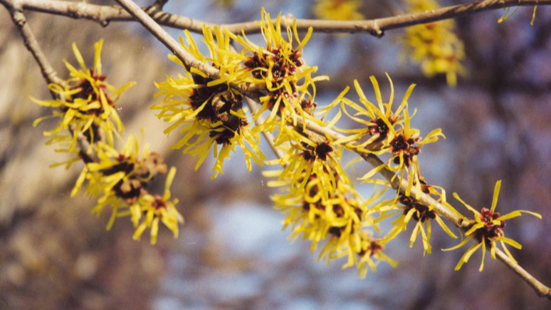 Краса зимового саду: які кущі цвітуть навіть у снігу та милують око