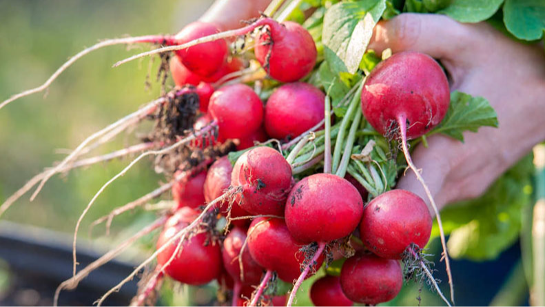 Коли сіяти ранню редиску у відкритий ґрунт у березні 2026: найкращі дні за місячним календарем