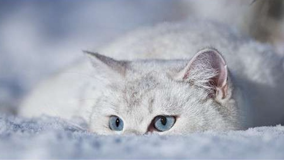 Сніг та -20 градусів: скільки протримаються суворі морози