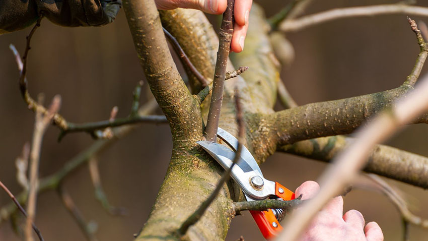 Обрізка яблуні в березні: як не нашкодити дереву і зберегти врожай