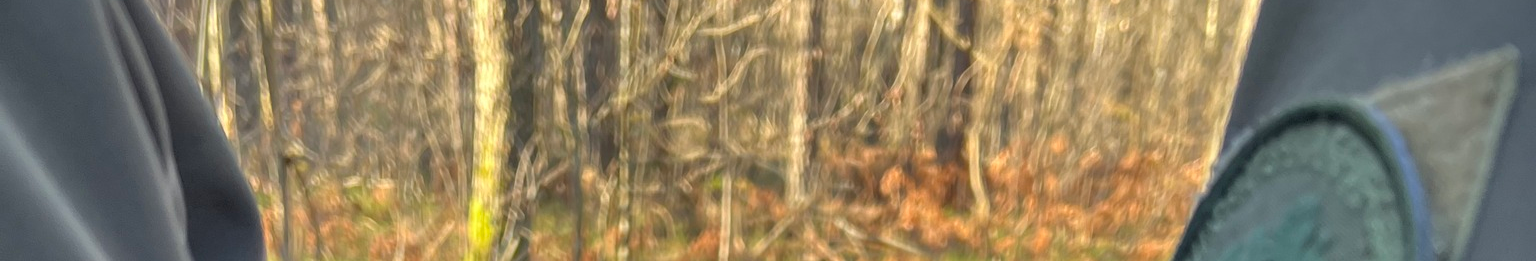 У Луцькому районі на території нацпарку виявили незаконну рубку лісу на майже 2 млн грн