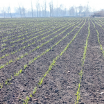 що робити з озимим часником у березні