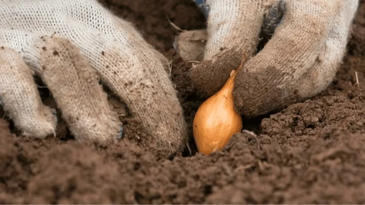 У які дні листопада 2025 садити озиму цибулю: місячний календар