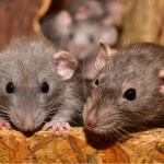 Феноменальний спосіб за 2 хв: як швидко позбутися гризунів восени
