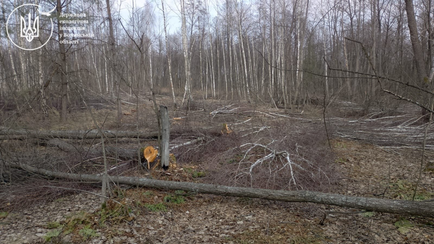 Майже 8 мільйонів збитків: у нацпарку на Волині виявили масштабну вирубку лісу