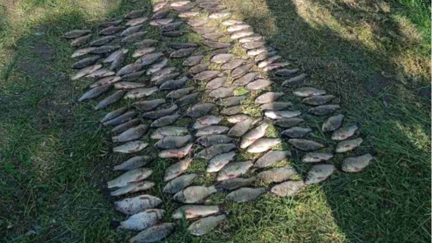 На Волині браконьєри виловили понад 15 кг риби на майже 200 тисяч гривень