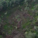 На Волині незаконно вирубали майже 200 дерев: збитки перевищили 2,6 млн гривень