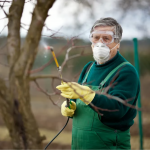 Коли і чим обробляти яблуні після зими: поради для здорового саду