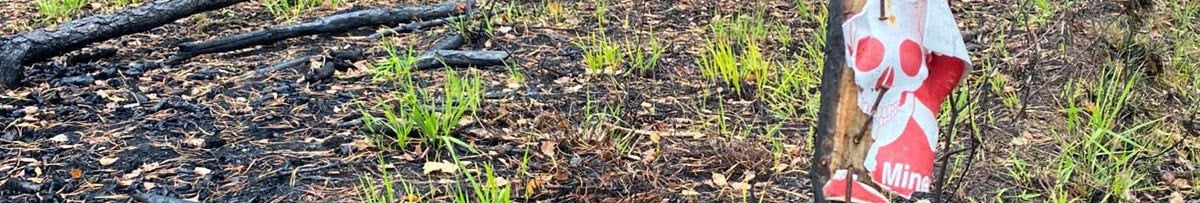 Трагедія біля кордону з Білоруссю: п’ятеро чоловіків загинули, підірвавшись на міні