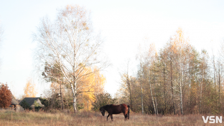 Якою буде погода на Волині та у Луцьку на вихідні 15 та 16 листопада