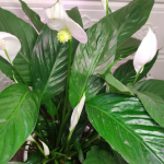 Перевірений рецепт ефективного підживлення спатифілуму