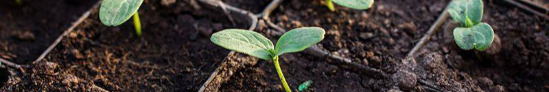 Не поспішайте з огірками: золоте правило великого врожаю