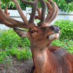 Оленя Бориса збило авто, олень Борис ДТП