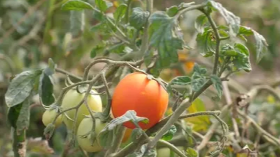 Продають дешево, збираєш власноруч: під Луцьком вирощують поля помідорів