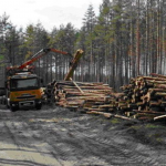 На Волині держава судиться за сосни: незаконна порубка оцінена у 300 тисяч гривень
