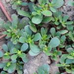 Чи можна вивести портулак з городу назавжди за один сезон: перевірені способи