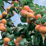 підживлення абрикоса весною