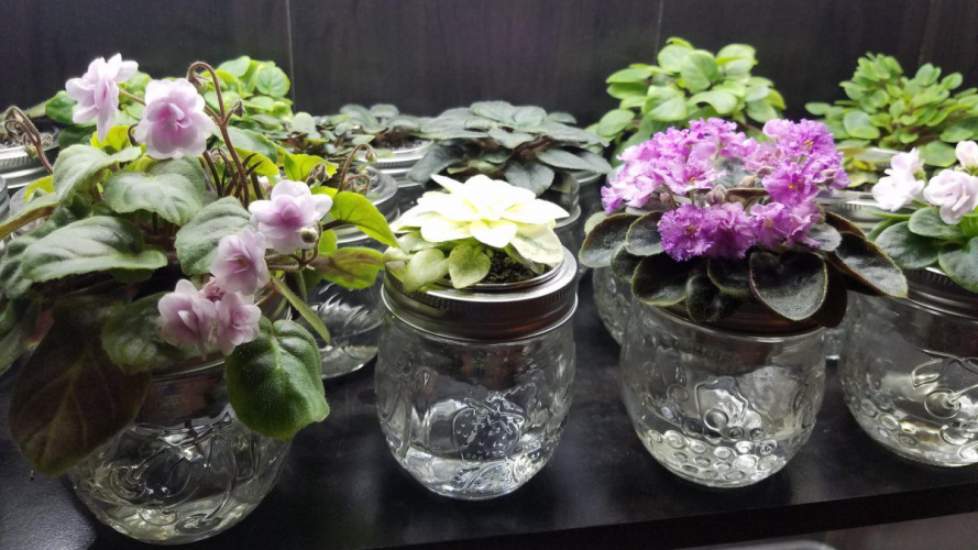 Не заливайте фіалки взимку: схема “1-14-1” для рясного цвітіння